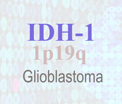 IDH1
