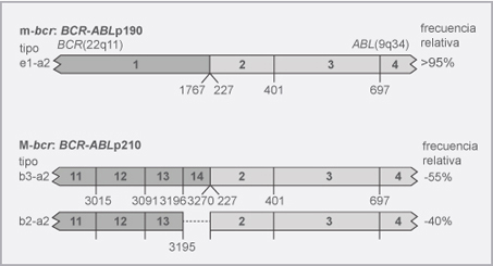 Leucemia Mieloide - Crónica