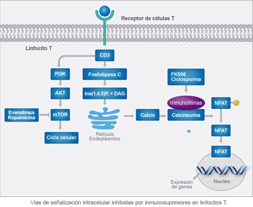 Dosaje de Inmunosupresores