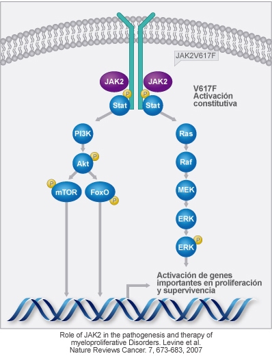 Neoplasias Mieloproliferativas